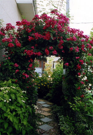 花:キングローズ