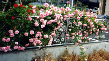 花:スパニッシュビューティー