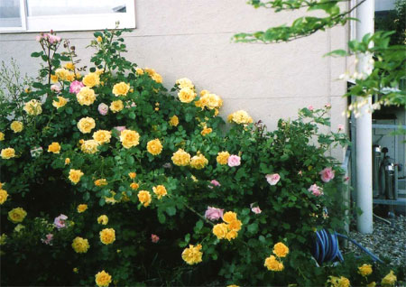 黄色のゴールドバニー